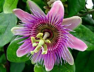 Flourish with Botanical Medicine!