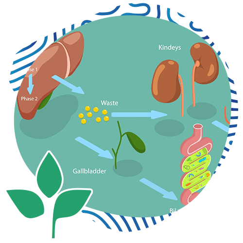 Conceptual Illustration of Liver Detoxification